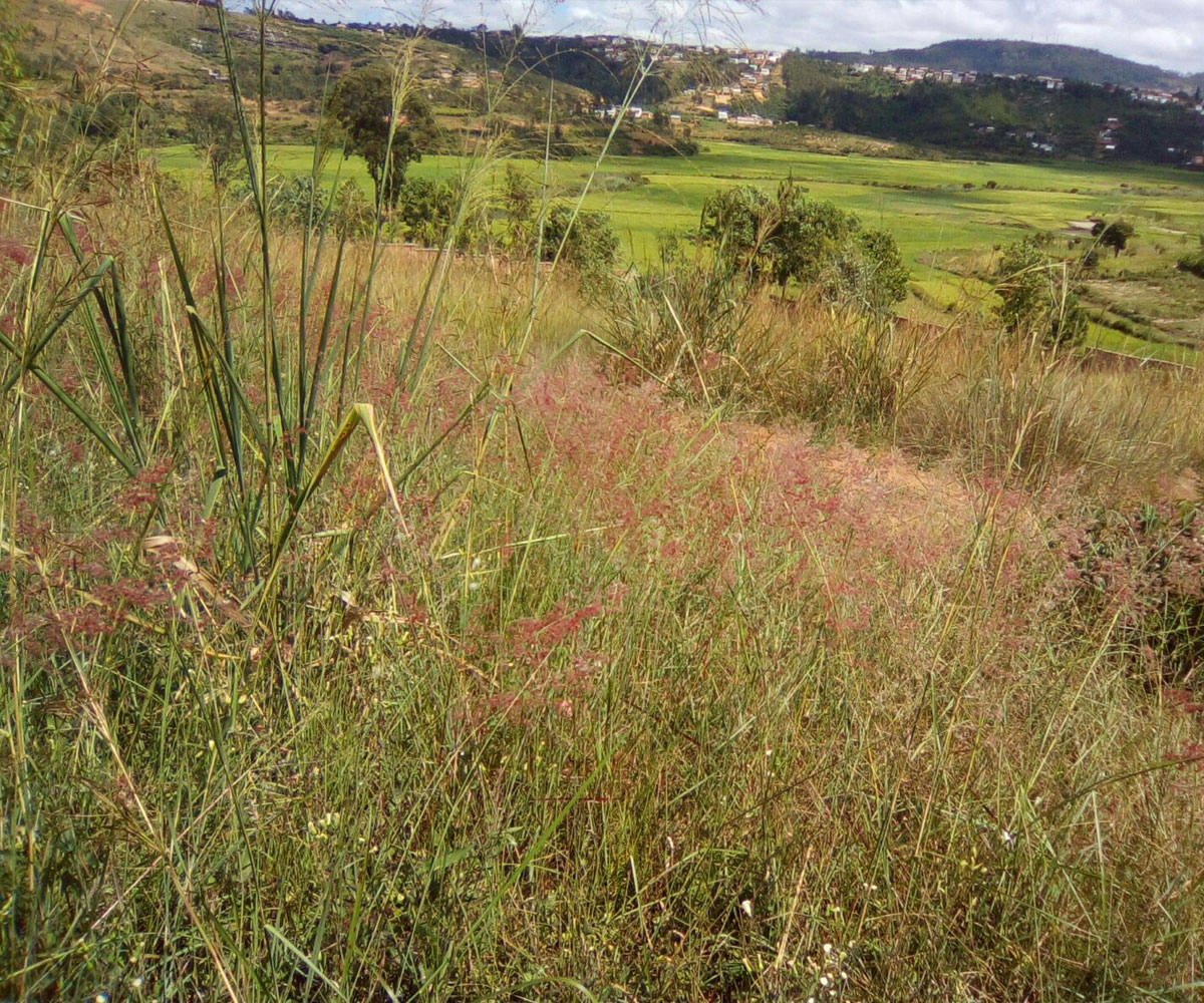Avant la construction du terrain de sport